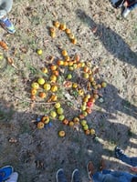 Les pommes inspirent des idées créatives chez les élèves.