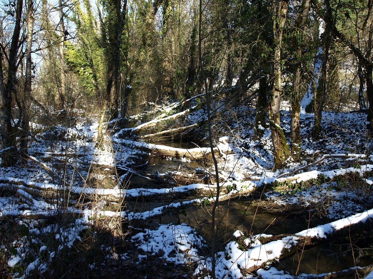 Le ruisseau des Sointures- février-2021-(-12°)