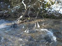 Le ruisseau des Sointures- février-2021-(-12°)