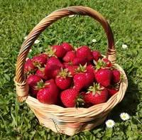 Fraises de leffonds