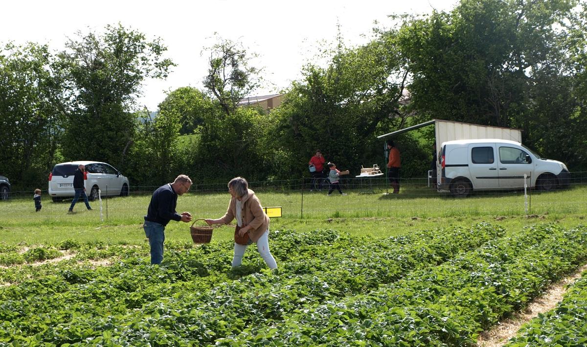 Les fraises de Leffonds