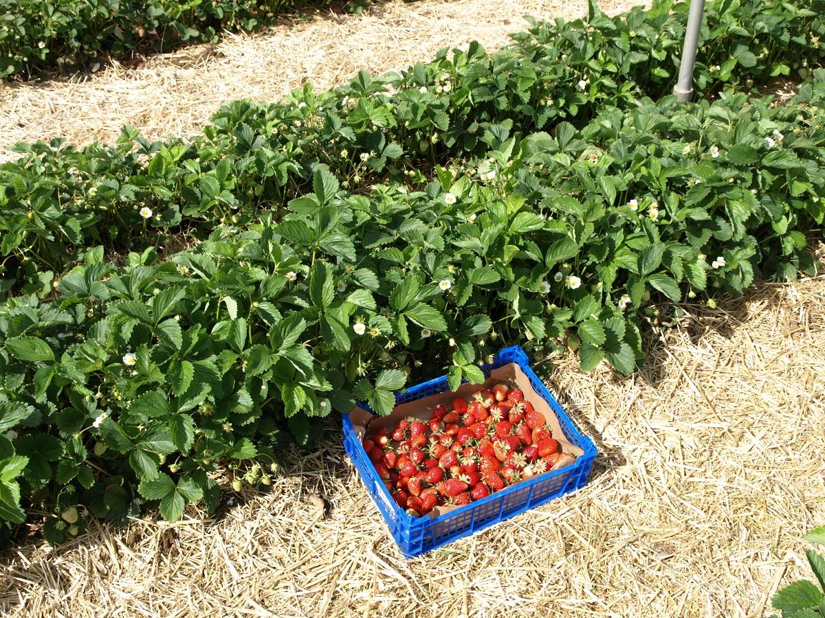 Les fraises de Leffonds