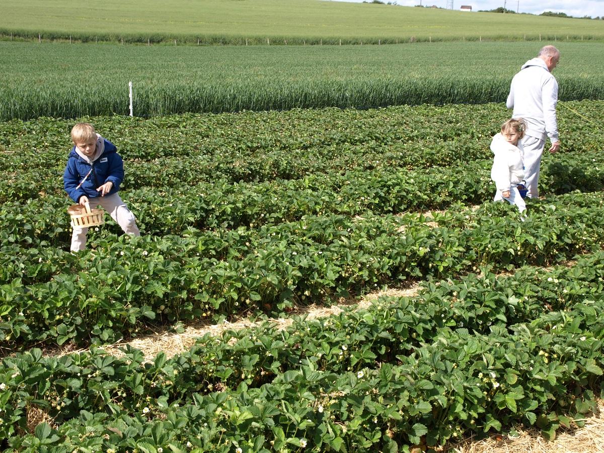 Les fraises de Leffonds