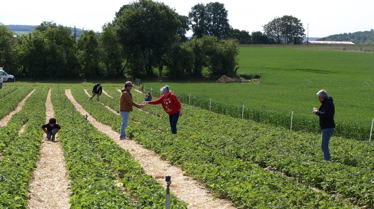 Les fraises de Leffonds